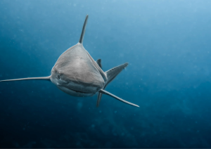 Buceo con tiburones - DiveAdecemy