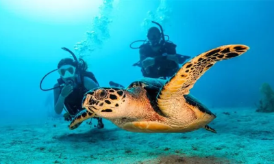 60462-1B2C-1_1.webp