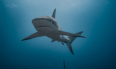 dive-academy-32