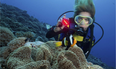 diver-shines-underwater-light-on-a-clark-s-anemone-2021-08-28-07-55-34-utc.webp
