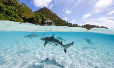 rajaampat4.webp