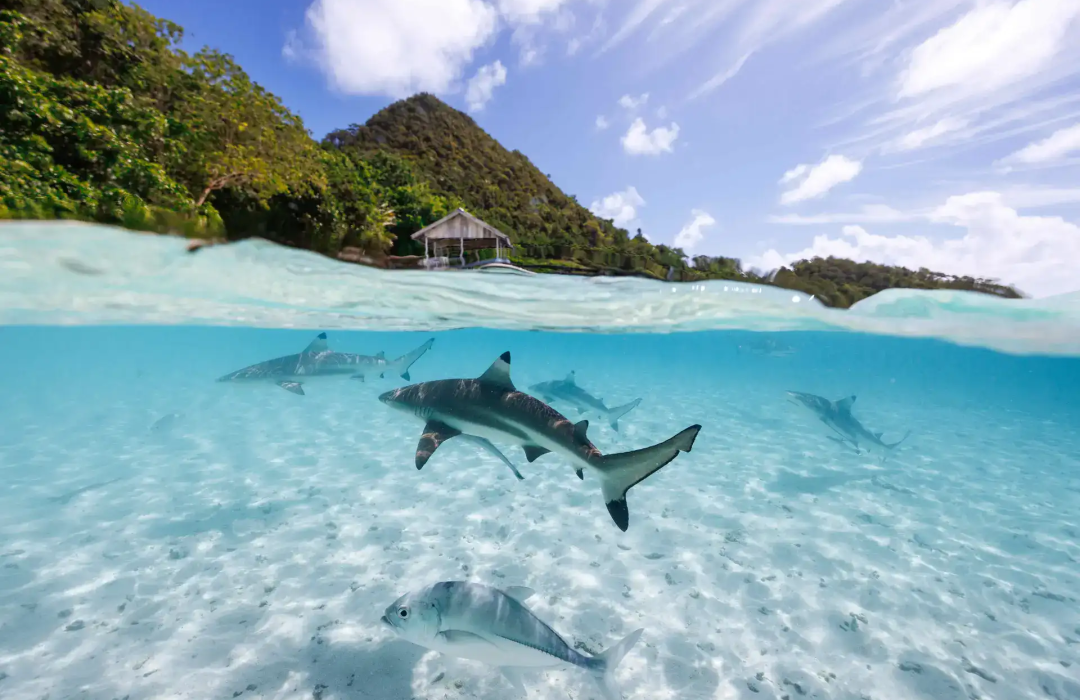 rajaampat4